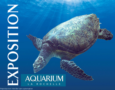 illustration de Aquarium de La Rochelle : exposition sur les tortues marines jusqu'au 31 dc. 2011