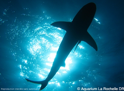 illustration de Confrence  l'Aquarium de La Rochelle : requins, entre mythe et ralit, mercredi 12 mars 2014