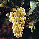[ dégustation ] Grands vins de Bourgogne à La Cave 29 : 19 et 20 avril