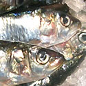 gros plan sur des ttes de sardines : cliquez pour revenir à la page précédente ...