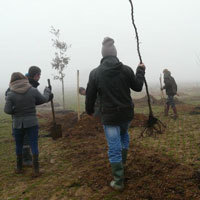 Photo  de   DR G. Krabal - Ville de Dompierre-sur-mer. Plantation participative, 1er dcembre 2012