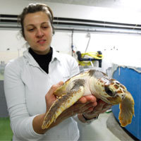 Photo  de   Aquarium de La Rochelle SAS - Accueil des tortues marines Belle et Rebelle dcembre 2012
